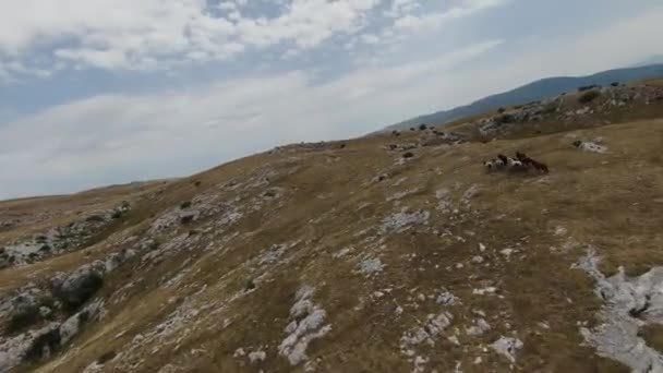 Aerial fpv drone strzał stada dzikich koni biegnących na zielonym polu wiosny o zachodzie słońca. — Wideo stockowe