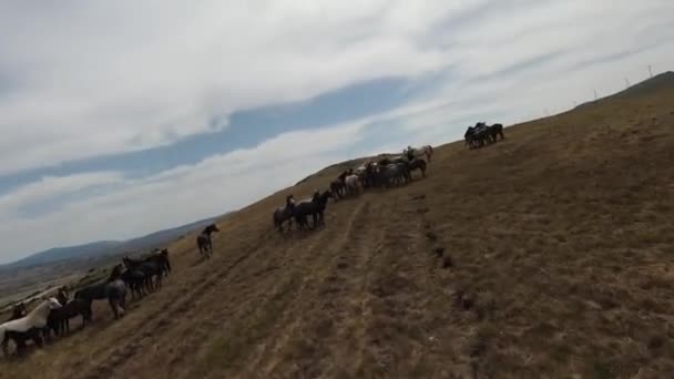 Aerial fpv drone strzał stada dzikich koni biegnących na zielonym polu wiosny o zachodzie słońca. — Wideo stockowe