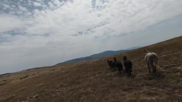 Levegő fpv drón lövés egy csorda vad lovak fut a zöld tavaszi mező naplementekor. — Stock videók