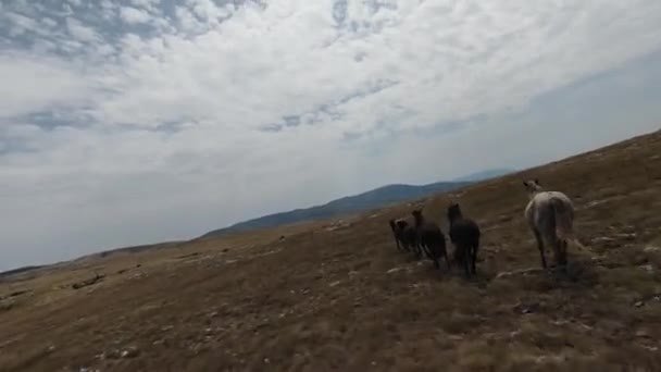 Drone fpv aéreo tiro de uma manada de cavalos selvagens correndo em um campo de primavera verde ao pôr do sol. — Vídeo de Stock