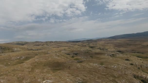 Luftaufnahme einer Wildpferdeherde, die bei Sonnenuntergang auf einer grünen Frühlingswiese läuft. — Stockvideo