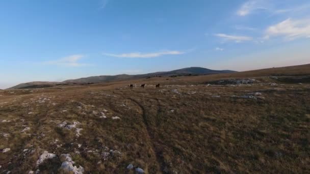 Flyg fpv drönare skott av en flock vilda hästar som körs på en grön våren fält vid solnedgången. — Stockvideo