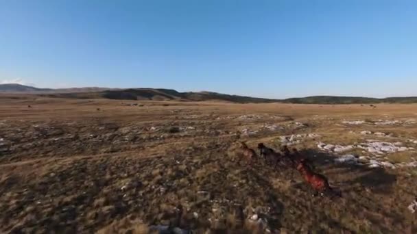 Aerea fpv drone colpo di un branco di cavalli selvatici in esecuzione su un campo verde primaverile al tramonto. — Video Stock