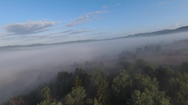Dron aéreo fpv volando en el bosque brumoso con niebla matutina al amanecer. — Vídeos de Stock