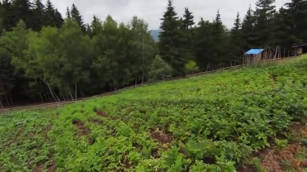 Aerial fpv drone shot, volando sobre vastas filas de lechuga, pimiento de tomate, y otras verduras, creciendo en una pequeña granja orgánica rural. — Vídeos de Stock