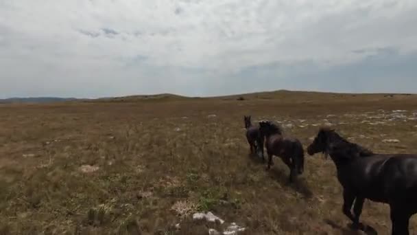 Aerial fpv drone shot of a herd of wild horses running on a green spring field at the sunset. — Stock Video