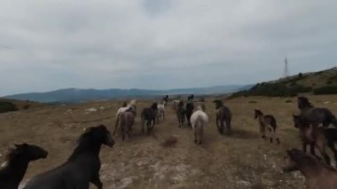 Gün batımında yeşil bir yay tarlasında koşan vahşi at sürüsünün hava fpv görüntüsü.. 