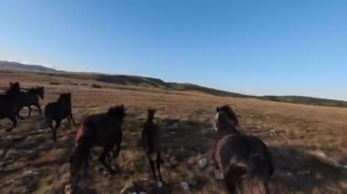 Gün batımında yeşil bir yay tarlasında koşan vahşi at sürüsünün hava fpv görüntüsü.. 