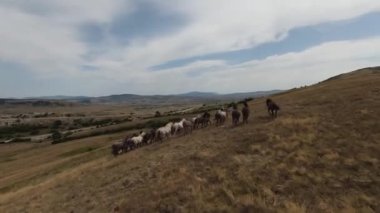 Gün batımında yeşil bir yay tarlasında koşan vahşi at sürüsünün hava fpv görüntüsü.. 