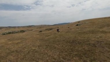 Gün batımında yeşil bir yay tarlasında koşan vahşi at sürüsünün hava fpv görüntüsü.. 