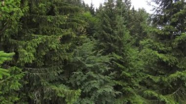 FPV hava aracı dağdaki sisli ormanın üzerinde uçuyor..