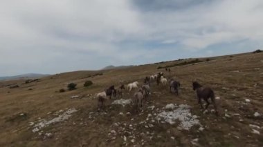 Gün batımında yeşil bir yay tarlasında koşan vahşi at sürüsünün hava fpv görüntüsü.. 