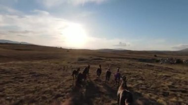 Gün batımında yeşil bir yay tarlasında koşan vahşi at sürüsünün hava fpv görüntüsü.. 