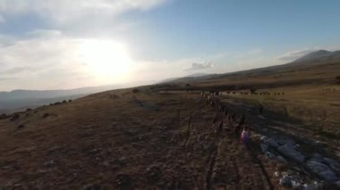 Gün batımında yeşil bir yay tarlasında koşan vahşi at sürüsünün hava fpv görüntüsü.. 