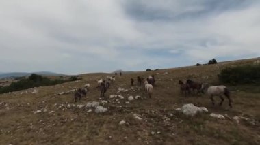 Gün batımında yeşil bir yay tarlasında koşan vahşi at sürüsünün hava fpv görüntüsü.. 