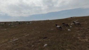 Gün batımında yeşil bir yay tarlasında koşan vahşi at sürüsünün hava fpv görüntüsü.. 