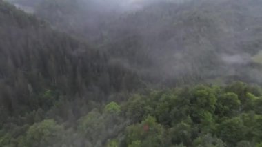 Sisli ormandaki ağaçların tepelerinde son derece yakın uçuş. Fpv spor insansız hava aracı yeşil doğa vadisi manzarası ve dağ yamacı. Dinamik yüksek hızlı sinematik görünüm. 