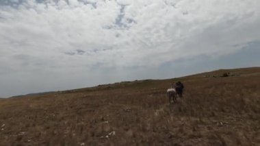 Gün batımında yeşil bir yay tarlasında koşan vahşi at sürüsünün hava fpv görüntüsü.. 