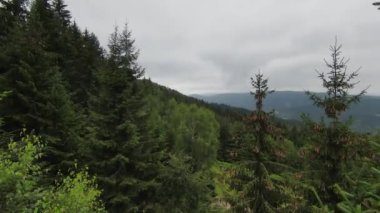 FPV hava aracı dağdaki sisli ormanın üzerinde uçuyor..