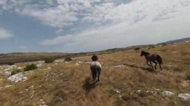Gün batımında yeşil bir yay tarlasında koşan vahşi at sürüsünün hava fpv görüntüsü.. 