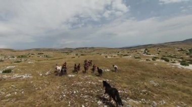 Gün batımında yeşil bir yay tarlasında koşan vahşi at sürüsünün hava fpv görüntüsü.. 