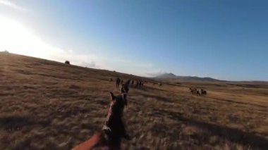 Gün batımında yeşil bir yay tarlasında koşan vahşi at sürüsünün hava fpv görüntüsü.. 