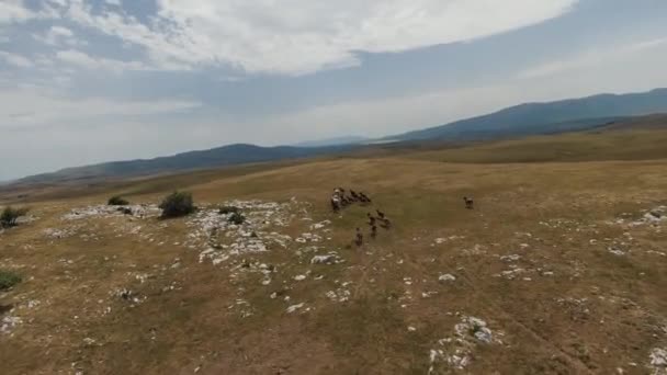 Воздушный беспилотник сфотографировал стадо диких лошадей, бегущих по зеленому весеннему полю на закате. — стоковое видео