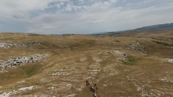 Εναέρια fpv drone πλάνο ενός κοπαδιού άγριων αλόγων που τρέχουν σε ένα πράσινο πεδίο άνοιξη στο ηλιοβασίλεμα. — Αρχείο Βίντεο