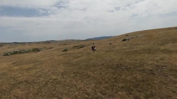 Levegő fpv drón lövés egy csorda vad lovak fut a zöld tavaszi mező naplementekor. — Stock videók