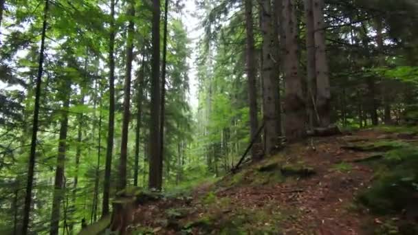 Fpv повітряний безпілотник, що літає над туманним лісом у горі . — стокове відео