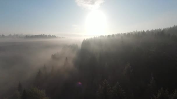 Antenne fpv Drohne fliegt im nebligen Wald mit Morgennebel bei Sonnenaufgang. — Stockvideo