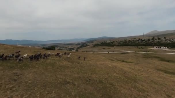 Aerial fpv drone strzał stada dzikich koni biegnących na zielonym polu wiosny o zachodzie słońca. — Wideo stockowe