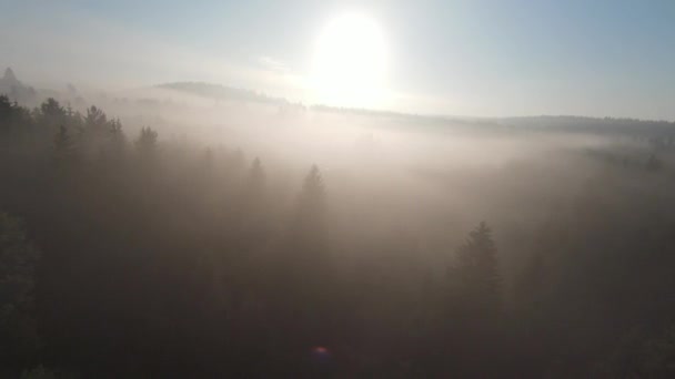 Antenne fpv Drohne fliegt im nebligen Wald mit Morgennebel bei Sonnenaufgang. — Stockvideo