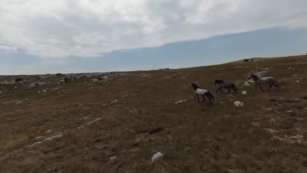 Letecký fpv drone záběr stáda divokých koní běží na zelené jarní pole při západu slunce. — Stock video