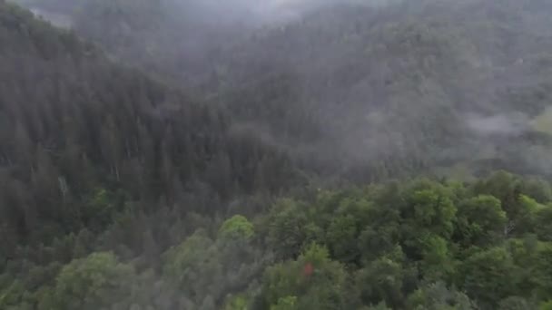 Екстремальний близький політ над деревами в туманному лісі. Повітряний постріл на fpv спорт дрон зеленої природи долини ландшафту з гірської горбистої місцевості. Динамічний високошвидкісний кінематографічний погляд . — стокове відео