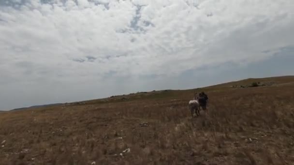 Flyg fpv drönare skott av en flock vilda hästar som körs på en grön våren fält vid solnedgången. — Stockvideo