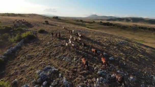 Levegő fpv drón lövés egy csorda vad lovak fut a zöld tavaszi mező naplementekor. — Stock videók