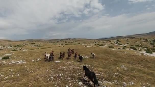 Aerial fpv drone strzał stada dzikich koni biegnących na zielonym polu wiosny o zachodzie słońca. — Wideo stockowe