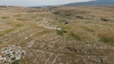 Gün batımında yeşil bir yay tarlasında koşan vahşi at sürüsünün hava fpv görüntüsü.. 