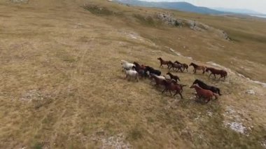 Gün batımında yeşil bir yay tarlasında koşan vahşi at sürüsünün hava fpv görüntüsü.. 
