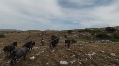 Gün batımında yeşil bir yay tarlasında koşan vahşi at sürüsünün hava fpv görüntüsü.. 