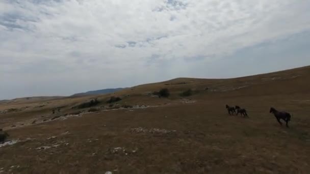 日没の緑の春のフィールド上で実行されている野生の馬の群れの空中fpvドローンショット. — ストック動画