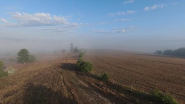 Antenn fpv drönare flyger i dimmiga skogen med morgondimma på soluppgången. — Stockvideo