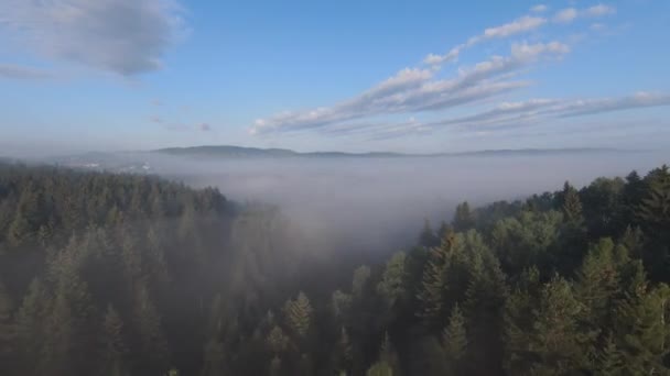 Antenowy dron fpv latający we mglistym lesie z poranną mgłą o wschodzie słońca. — Wideo stockowe