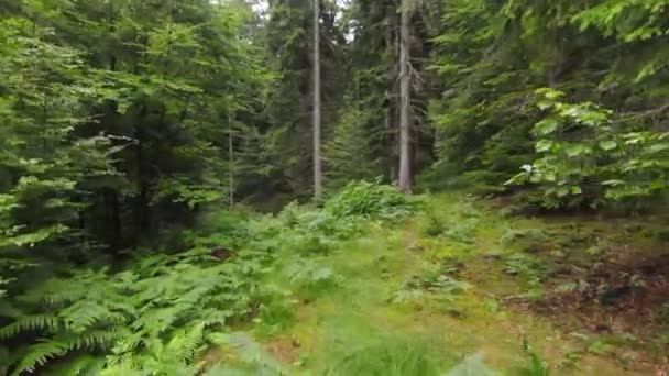 FPV εναέρια drone που φέρουν πάνω από το ομιχλώδες δάσος στο βουνό. — Αρχείο Βίντεο