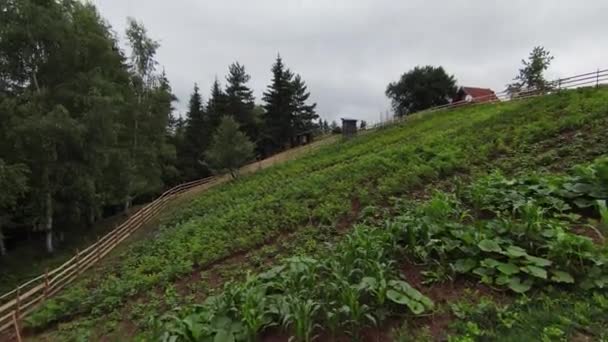 Aerial fpv drone shot, volando sobre vastas filas de lechuga, pimiento de tomate, y otras verduras, creciendo en una pequeña granja orgánica rural. — Vídeos de Stock