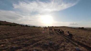 Gün batımında yeşil bir yay tarlasında koşan vahşi at sürüsünün hava fpv görüntüsü.. 