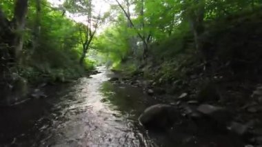 FPV Aerial yoğun yeşil orman ve hızlı hareket nehrindeki doğal peyzaj nehir kanyonunda dinamik uçuşu çekti. Hız suyu ve asfalt yolu ile helikopter manzaralı vadiden ateş ediliyor. 