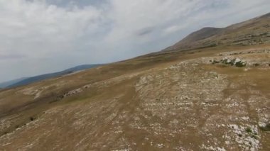 Gün batımında yeşil bir yay tarlasında koşan vahşi at sürüsünün hava fpv görüntüsü.. 
