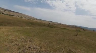 Gün batımında yeşil bir yay tarlasında koşan vahşi at sürüsünün hava fpv görüntüsü.. 